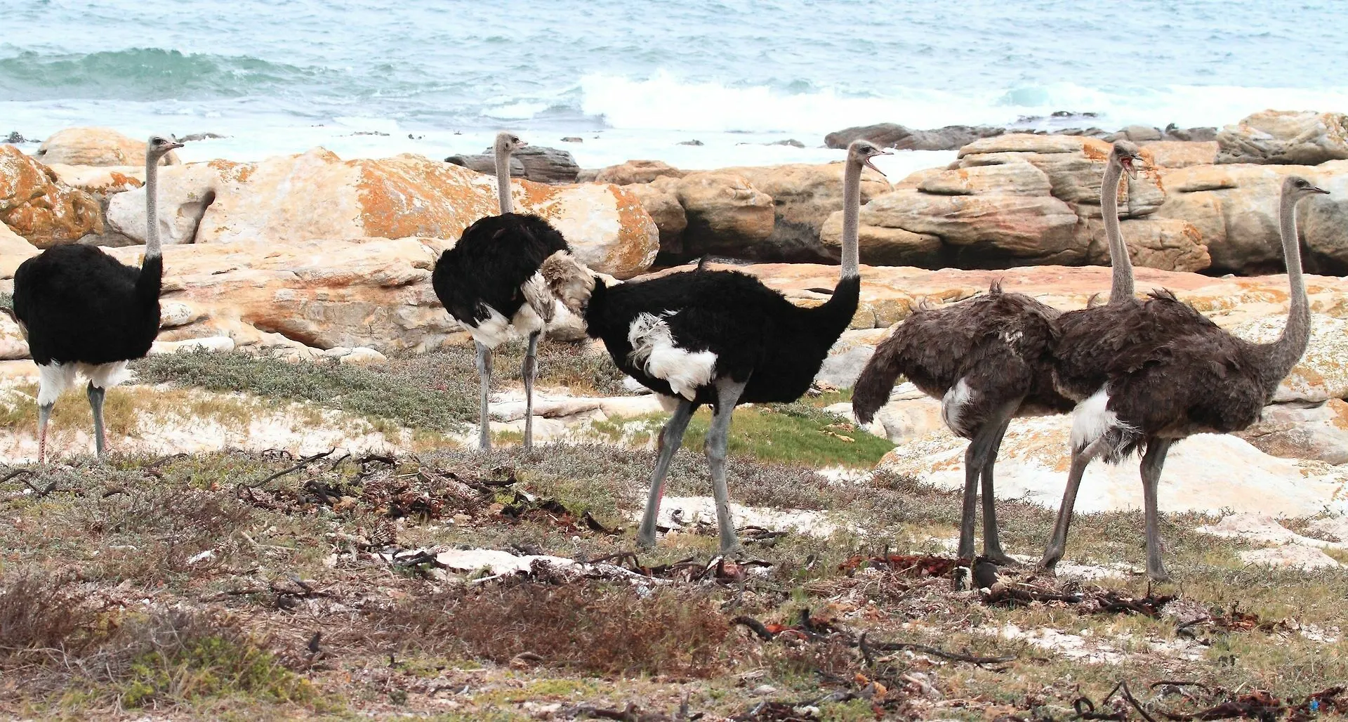 Albatross Guest House Simon's Town